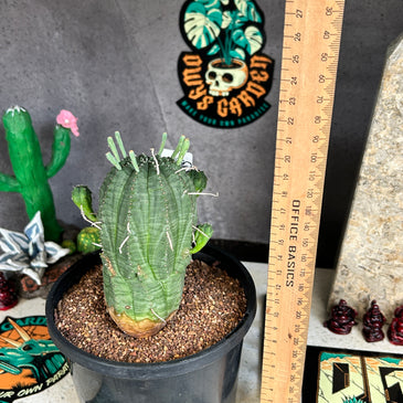 Euphorbia obesa hybrid