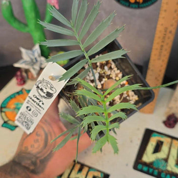 Encephalartos aemulans x lebombensis x lehmanii (Smaller)