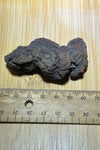 Coprolite specimen ( fossilised poo )