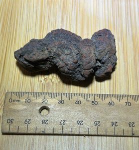 Coprolite specimen ( fossilised poo )