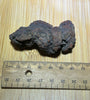 Coprolite specimen ( fossilised poo )