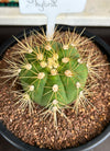 Gymnocalycium hybrid