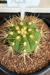 Gymnocalycium hybrid