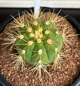 Gymnocalycium hybrid
