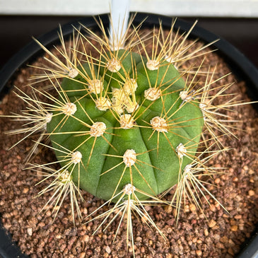 Gymnocalycium hybrid