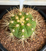 Gymnocalycium hybrid