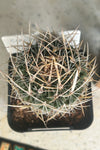 Stenocactus multicostatus