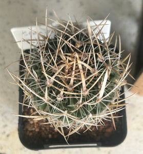 Stenocactus multicostatus