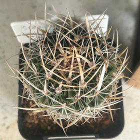 Stenocactus multicostatus