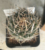 Stenocactus multicostatus