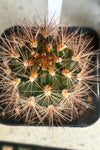 Weingartia species