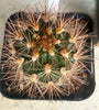 Weingartia species