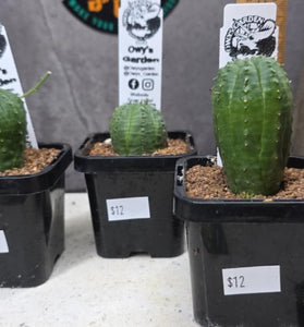 Euphorbia obesa Hybrid