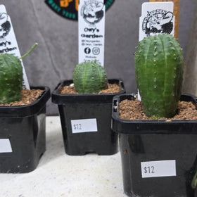 Euphorbia obesa Hybrid