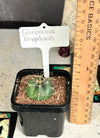 Echinocereus knippelianus