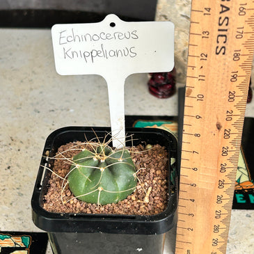 Echinocereus knippelianus