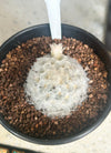 Mammillaria plumosa