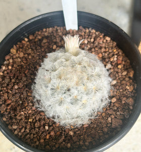 Mammillaria plumosa