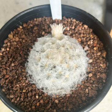 Mammillaria plumosa