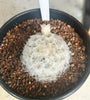 Mammillaria plumosa