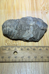 Trilobite fossil