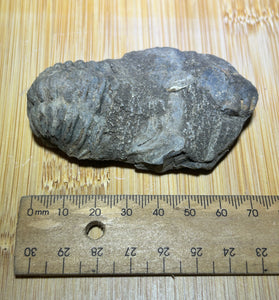 Trilobite fossil