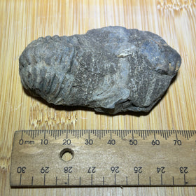 Trilobite fossil
