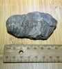 Trilobite fossil