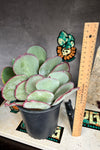 Kalanchoe hybrid