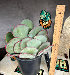 Kalanchoe hybrid