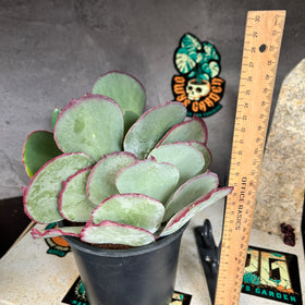 Kalanchoe hybrid