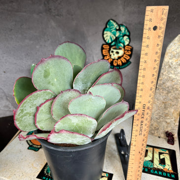 Kalanchoe hybrid