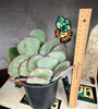 Kalanchoe hybrid