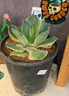 Agave 'trade winds'