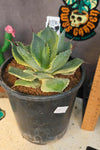 Agave 'trade winds'