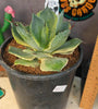 Agave 'trade winds'