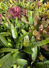 Neoregelia Lucky Dip – Bromeliad Surprise Pack (4 Plants)