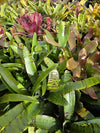 Neoregelia Lucky Dip – Bromeliad Surprise Pack (4 Plants)