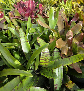 Neoregelia Lucky Dip – Bromeliad Surprise Pack (4 Plants)