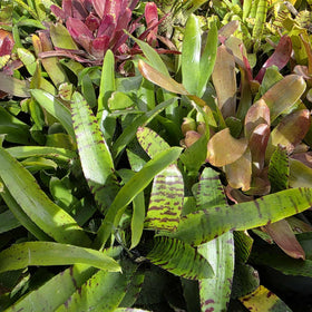 Neoregelia Lucky Dip – Bromeliad Surprise Pack (4 Plants)