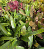 Neoregelia Lucky Dip – Bromeliad Surprise Pack (4 Plants)
