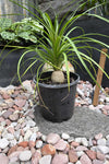 Beaucarnea recurvata
