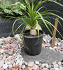 Beaucarnea recurvata
