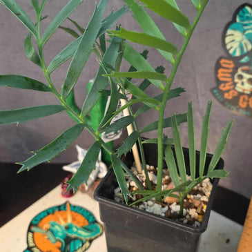 Encephalartos aemulans x lebombensis x lehmanii