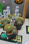 Parodia haselbergii ssp graessneri