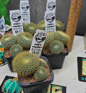 Parodia haselbergii ssp graessneri