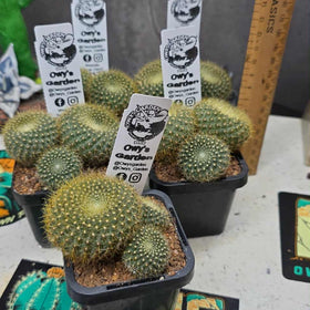 Parodia haselbergii ssp graessneri