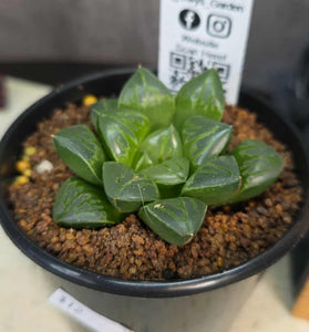 Haworthia sp. Hybrid 10