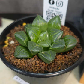 Haworthia sp. Hybrid 10