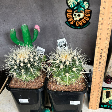 Echinocactus grusonii ( Golden Barrel )